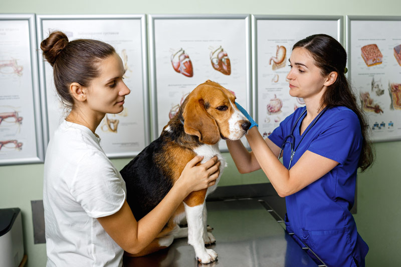 Veterinario